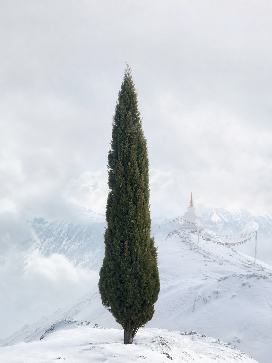 Cupressus sempervirens